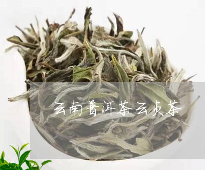 云南普洱茶云贞茶/2023031590605