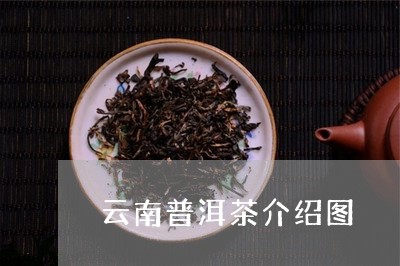 云南普洱茶介绍图/2023041223816