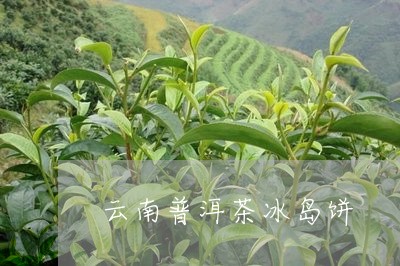 云南普洱茶冰岛饼/2023031775037