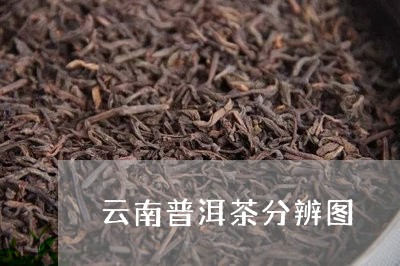 云南普洱茶分辨图/2023031848149