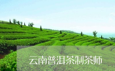 云南普洱茶制茶师/2023041118261