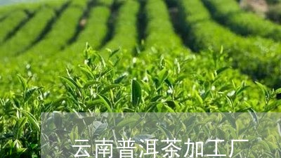 云南普洱茶加工厂/2023031784918