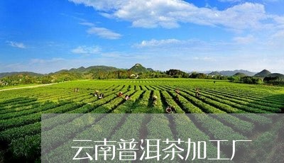 云南普洱茶加工厂/2023041328303