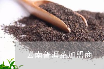 云南普洱茶加盟商/2023033051514