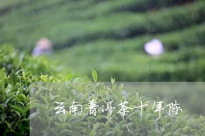 云南普洱茶十年陈/2023033141405