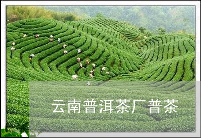 云南普洱茶厂普茶/2023040947472