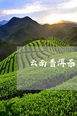 云南普洱茶县地名/2023040930403