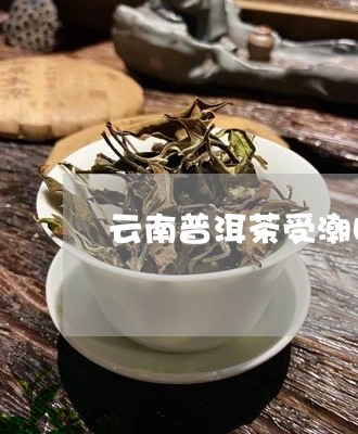 云南普洱茶受潮吗/2023041095147