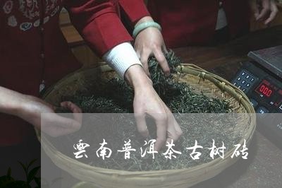 云南普洱茶古树砖/2023040186591