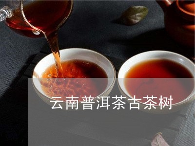 云南普洱茶古茶树/2023031850625