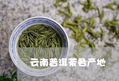 云南普洱茶各产地/2023041386949