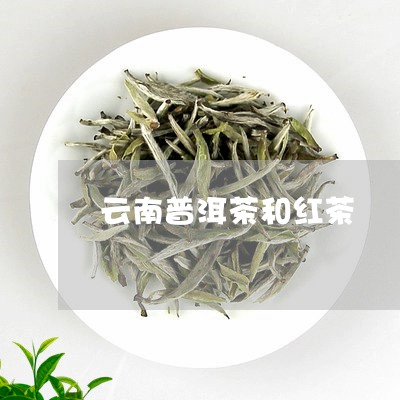 云南普洱茶和红茶/2023041090726