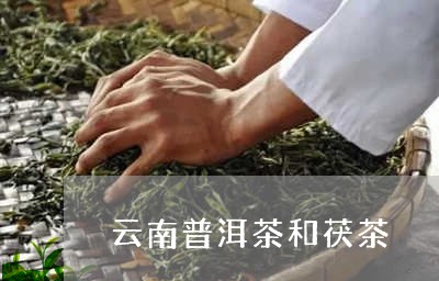 云南普洱茶和茯茶/2023031644058