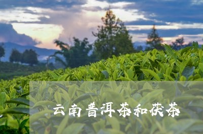 云南普洱茶和茯茶/2023041195359