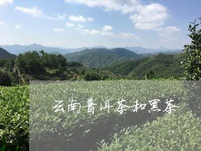 云南普洱茶和黑茶/2023041157381