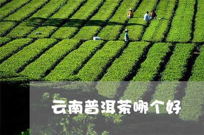 云南普洱茶哪个好/2023041364916