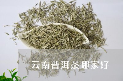 云南普洱茶哪家好/2023041392707