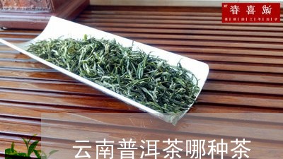 云南普洱茶哪种茶/2023041244038