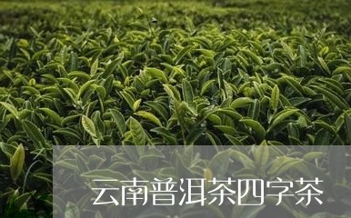 云南普洱茶四字茶/2023032929403