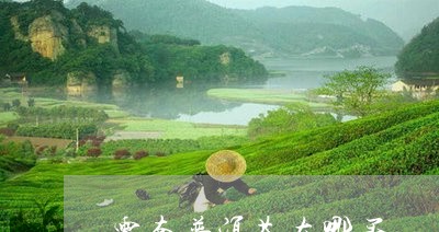 云南普洱茶在哪买/2023031842824