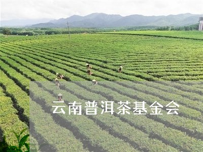 云南普洱茶基金会/2023031680475