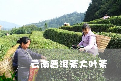 云南普洱茶大叶茶/2023031671824