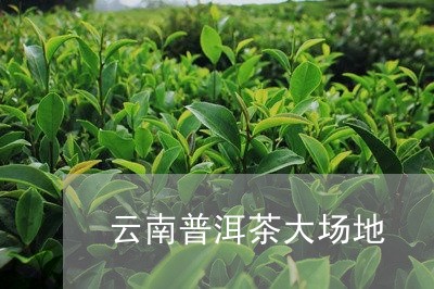 云南普洱茶大场地/2023040911402