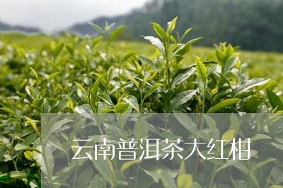 云南普洱茶大红柑/2023041090694