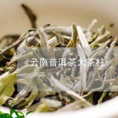 云南普洱茶大茶柱/2023041103164