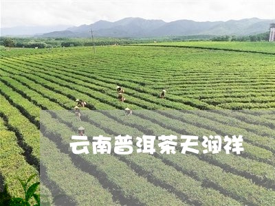 云南普洱茶天润祥/2023040163949