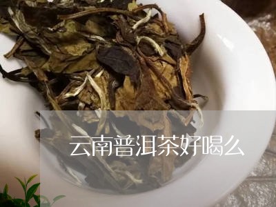 云南普洱茶好喝么/2023041060715