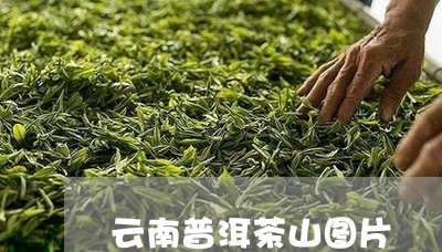 云南普洱茶山图片/2023033083725