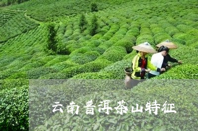 云南普洱茶山特征/2023032969695