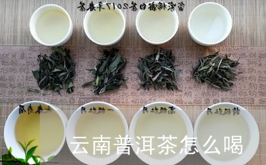 云南普洱茶怎么喝/2023041415179