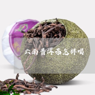 云南普洱茶怎样喝/2023040945946