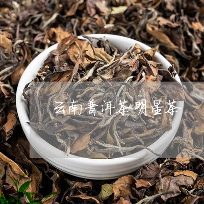 云南普洱茶明星茶/2023041032827