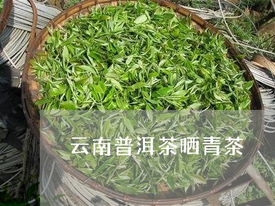 云南普洱茶晒青茶/2023041107241