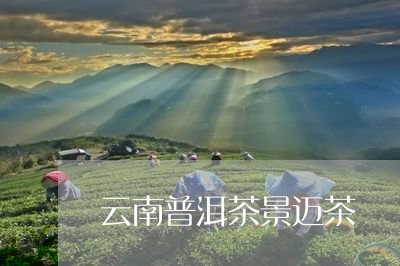 云南普洱茶景迈茶/2023041163836