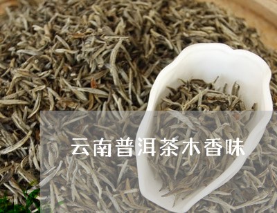 云南普洱茶木香味/2023041309271