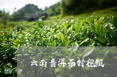 云南普洱茶村视频/2023041117392