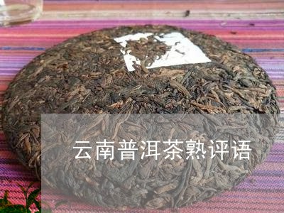 云南普洱茶熟评语/2023041385249