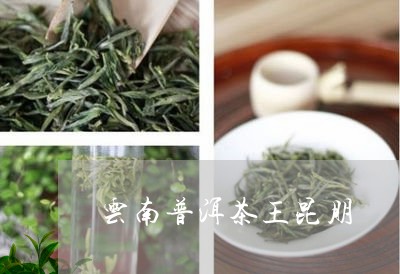 云南普洱茶王昆朋/2023040178042