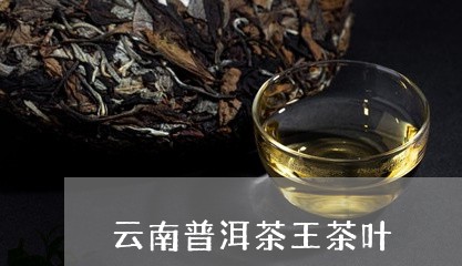 云南普洱茶王茶叶/2023041093837