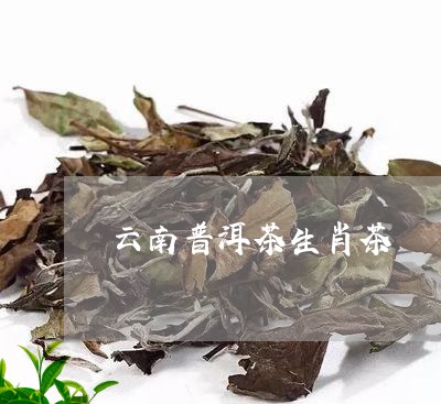 云南普洱茶生肖茶/2023041285160