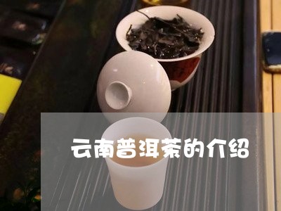 云南普洱茶的介绍/2023041338151