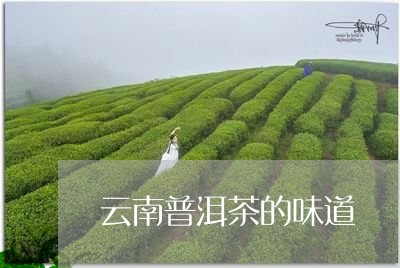 云南普洱茶的味道/2023031761918