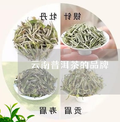 云南普洱茶的品牌/2023041326058