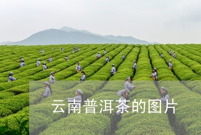 云南普洱茶的图片/2023041397414