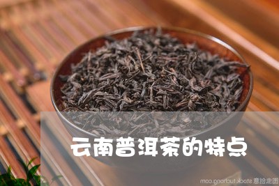 云南普洱茶的特点/2023041362813