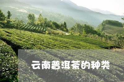 云南普洱茶的种类/2023041409603